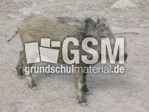 Wildschwein1.JPG